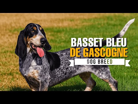Blue Gascony Basset