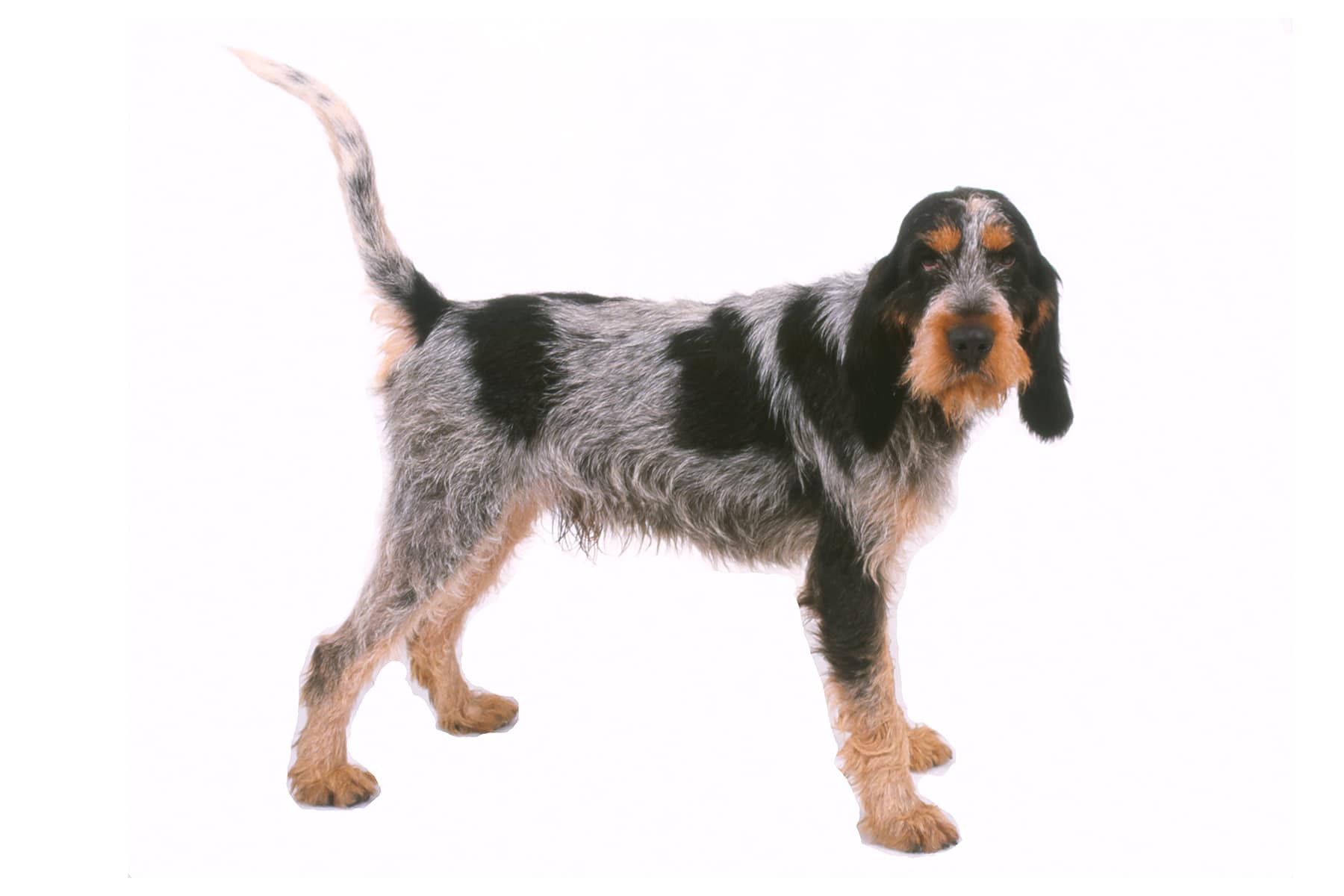 Blue Gascony Griffon