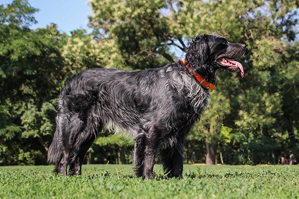 Blue Picardy Spaniel