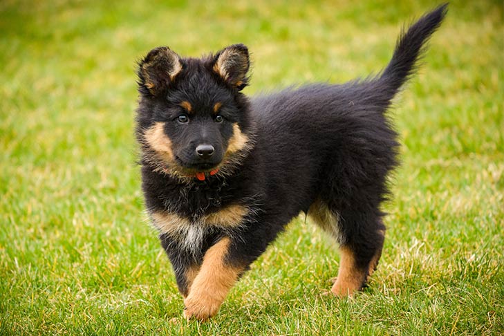 Bohemian Shepherd Dog