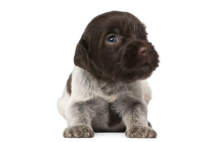 Bohemian Wire Haired Pointing Griffon