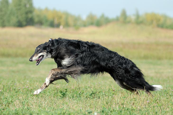 Borzoi Russian Hunting Sighthound