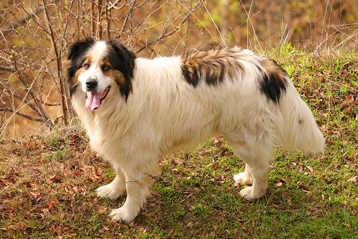 Bosnian And Herzegovinian Croatian Shepherd Dog
