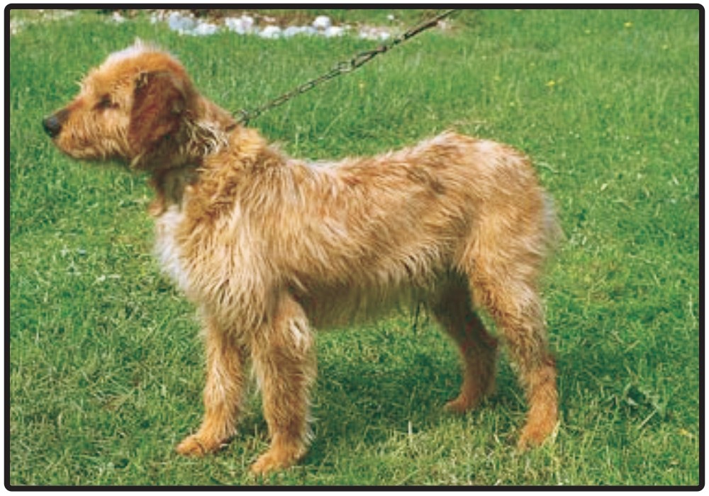 Bosnian Broken Haired Hound Called Barak
