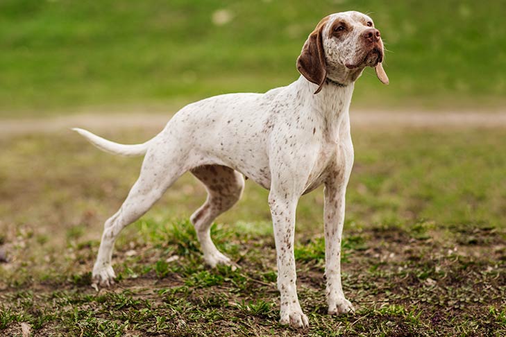 Bourbonnais Pointing Dog