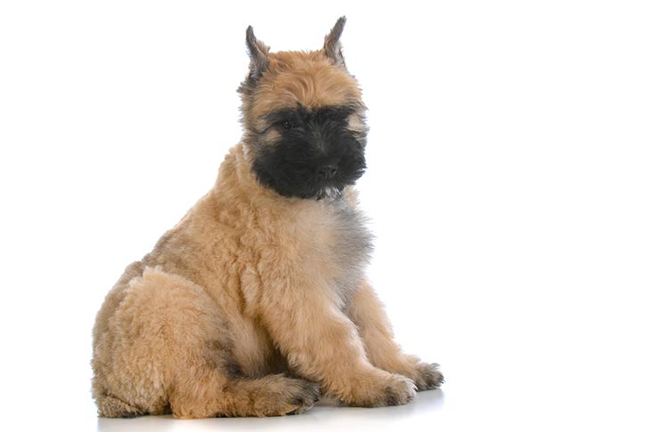 Bouvier Des Ardennes