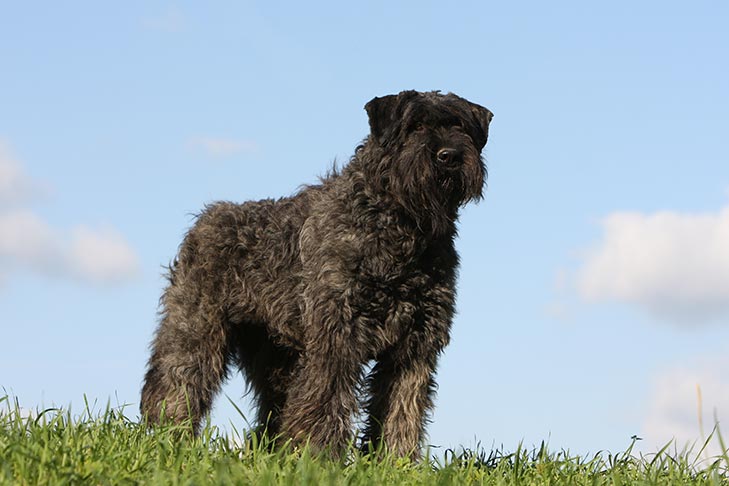 Bouvier Des Flandres