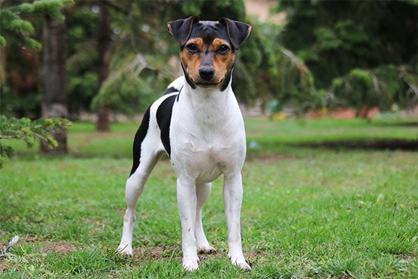 Brazilian Terrier