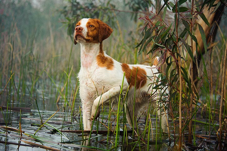 Brittany Spaniel