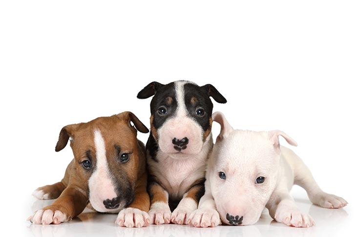 Bull Terrier