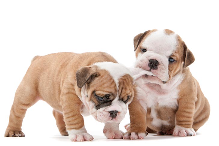 Bulldog