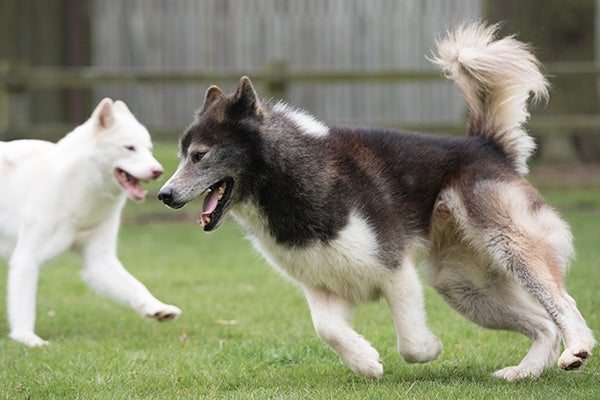 Canadian Eskimo Dog