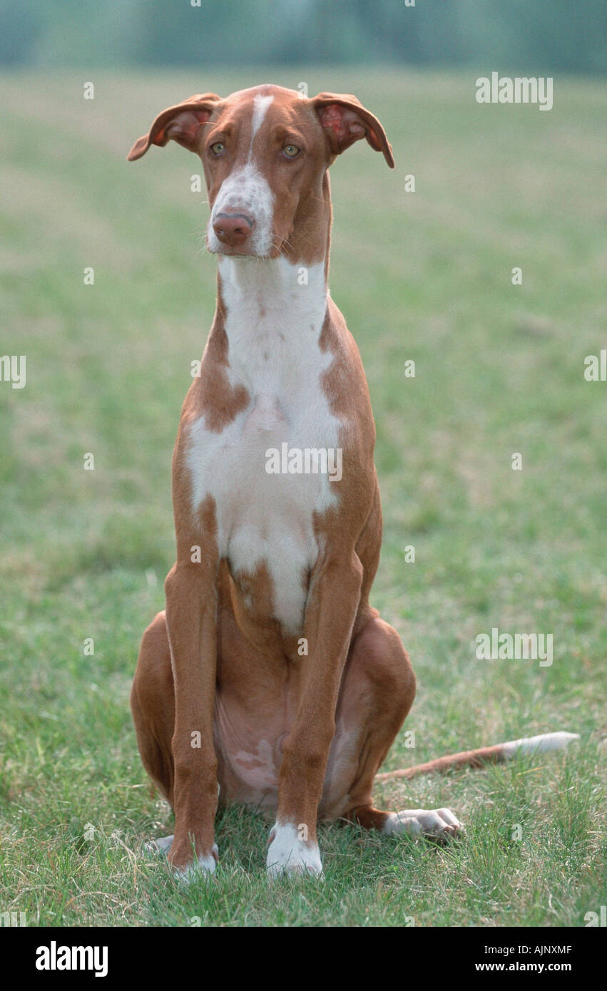 Canarian Warren Hound