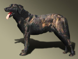 Castro Laboreiro Dog