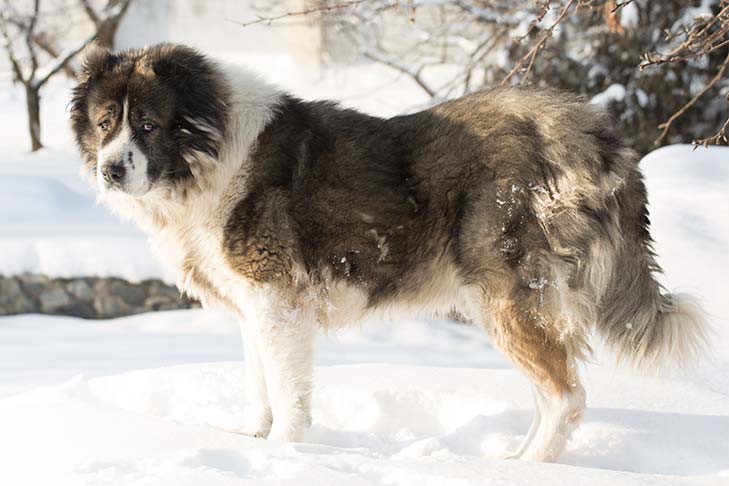 Caucasian Shepherd Dog