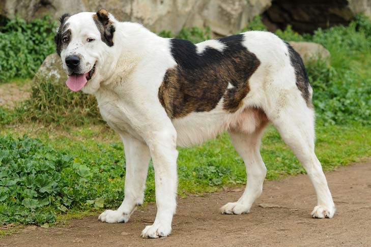 Central Asia Shepherd Dog