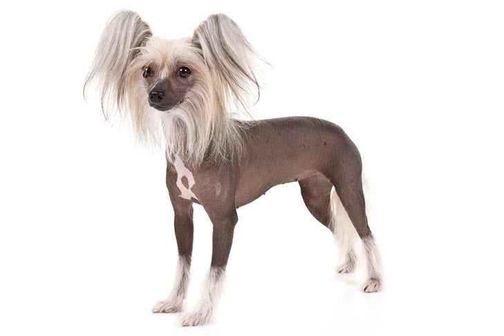 Chinese Crested Dog