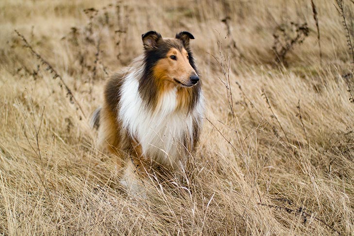 Collie Rough