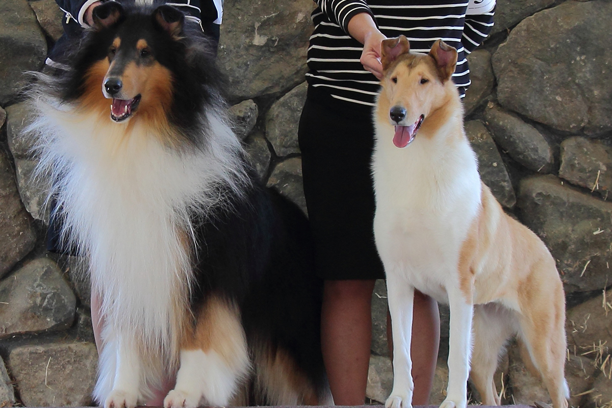 Collie Smooth