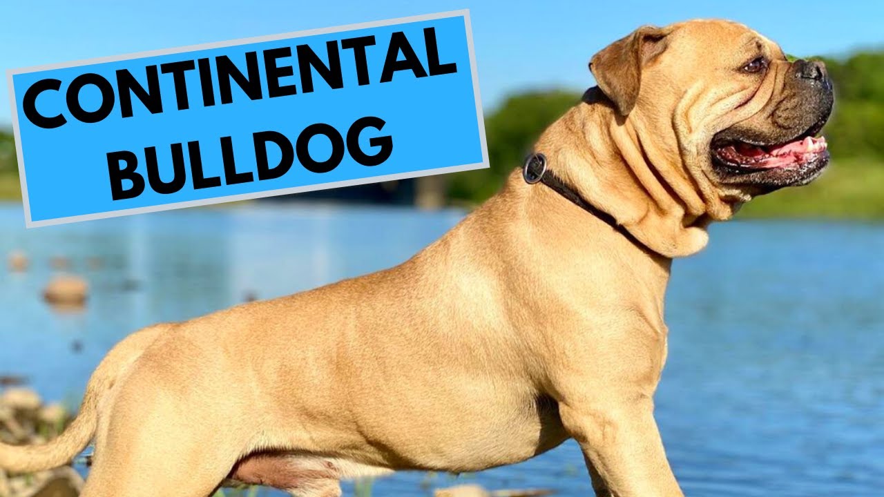 Continental Bulldog