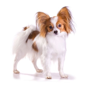 Continental Toy Spaniel