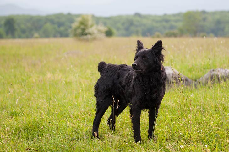 Croatian Shepherd Dog