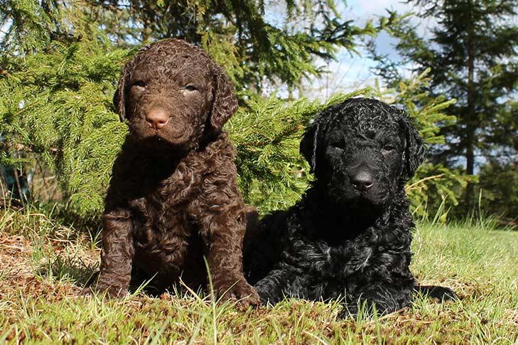 Curly Coated Retriever
