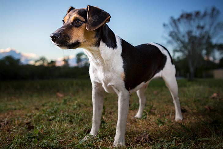 Danish Swedish Farmdog