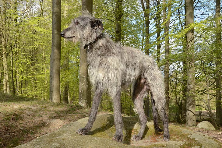 Deerhound