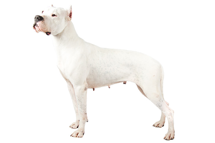 Dogo Argentino