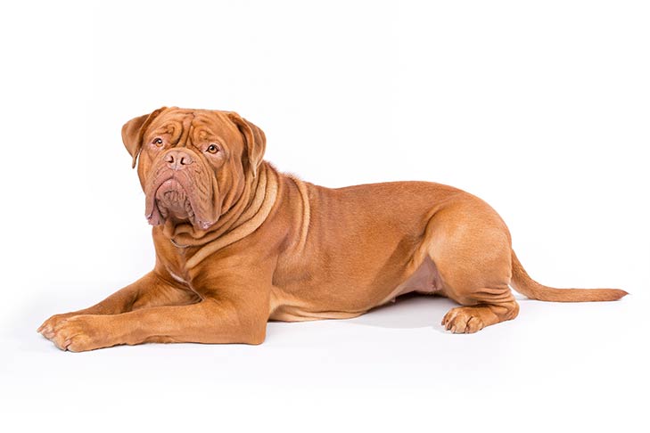 Dogue De Bordeaux