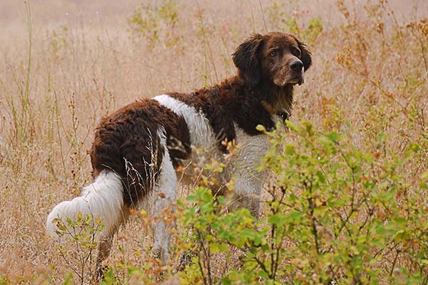 Drentsche Partridge Dog