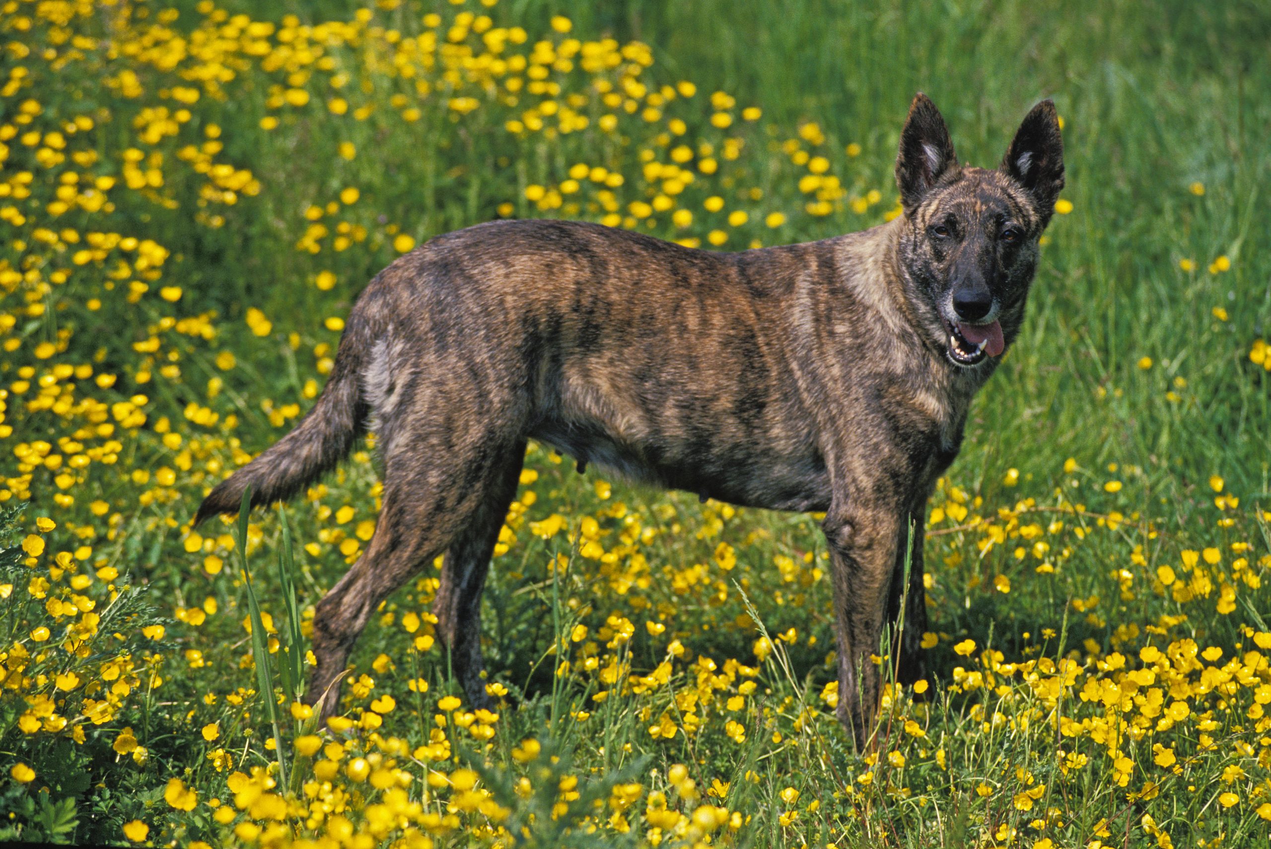 Dutch Shepherd Dog