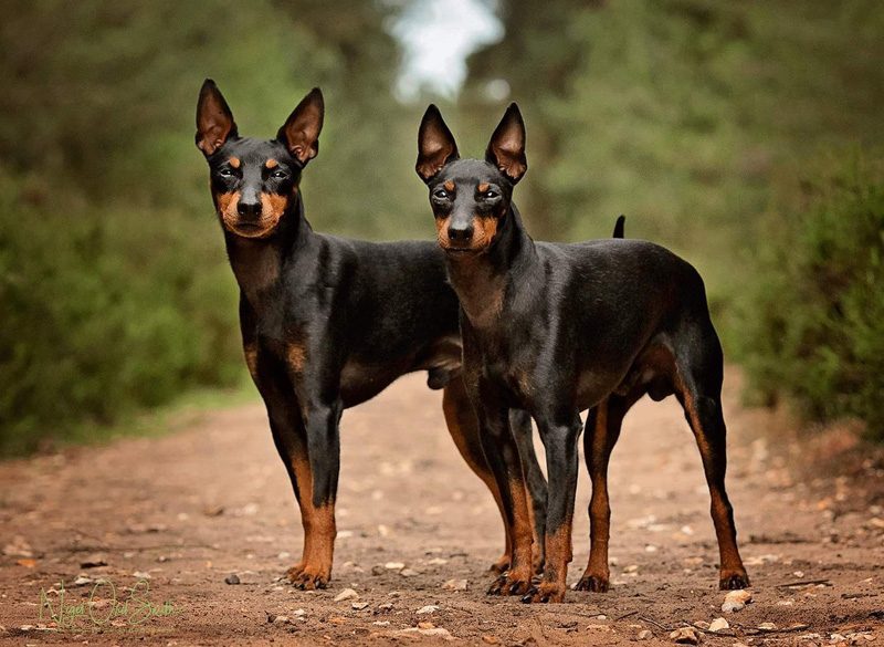 English Toy Terrier Black Tan