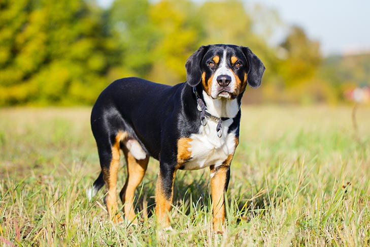 Entlebuch Cattle Dog