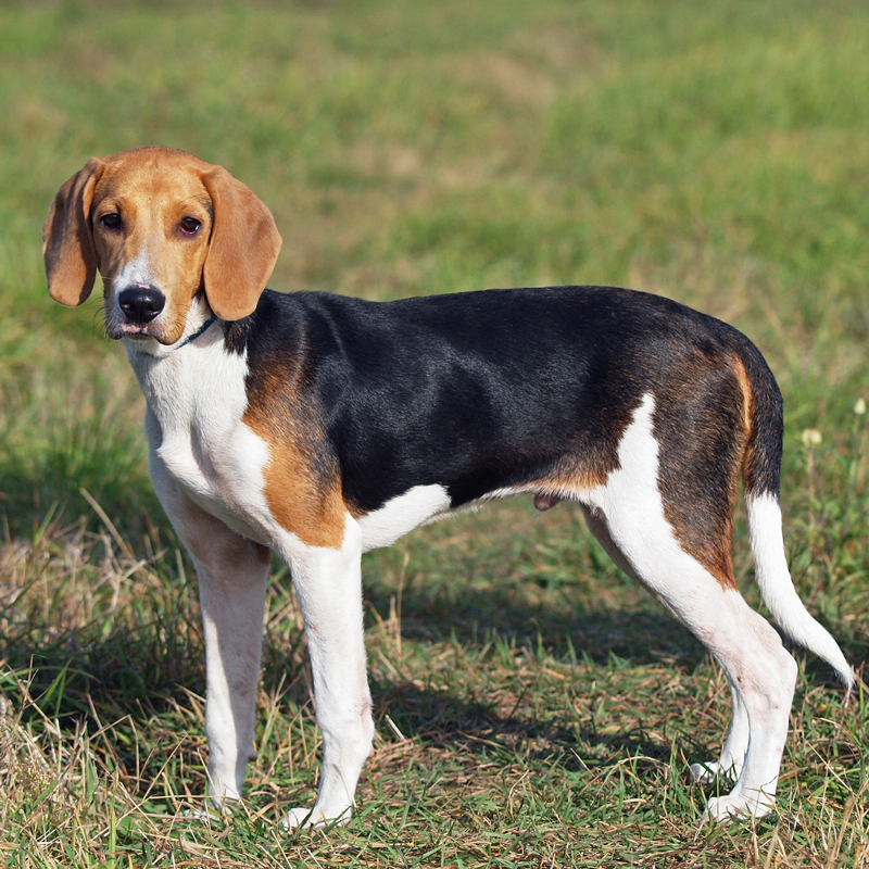 Estonian Hound