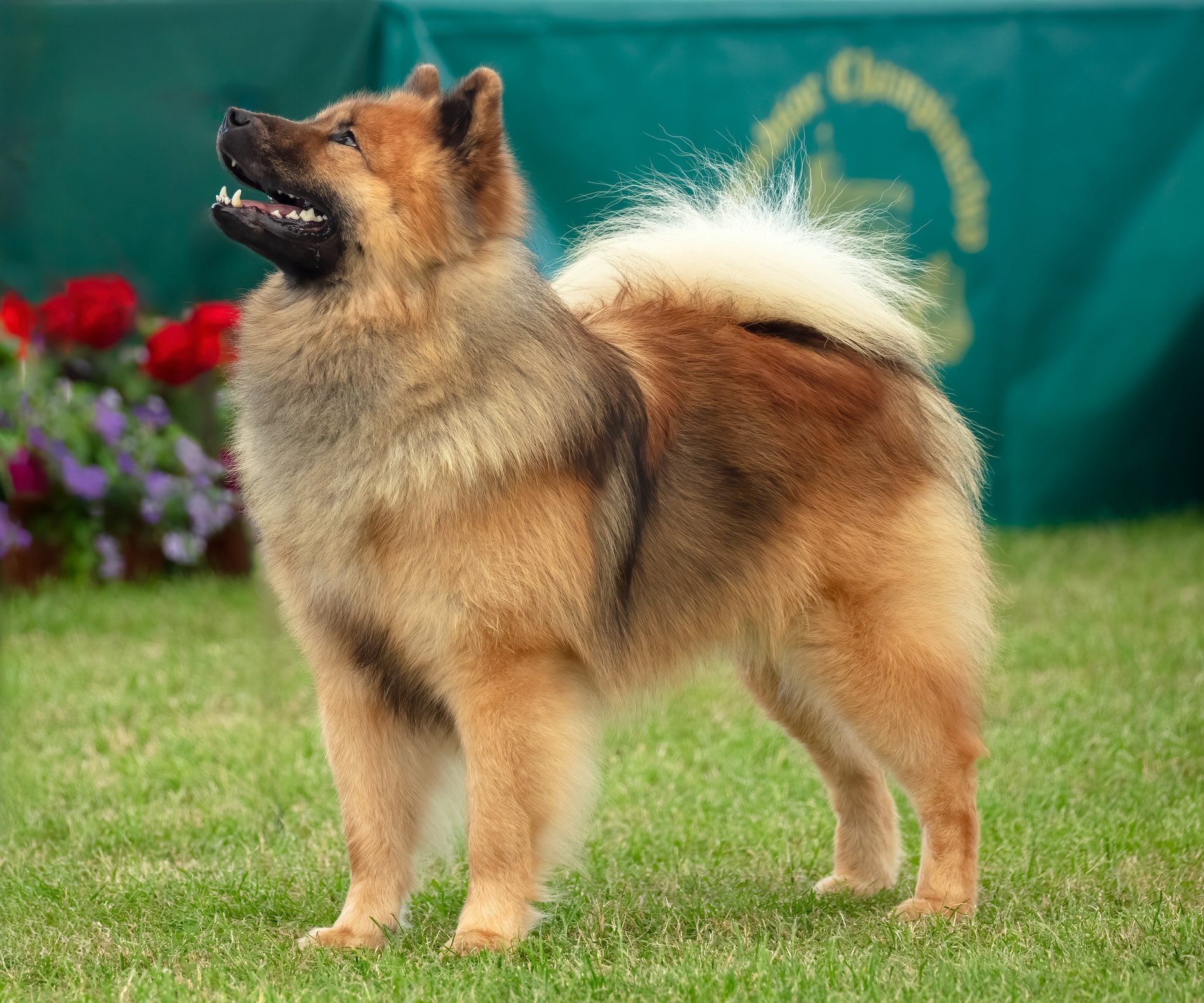 Eurasian