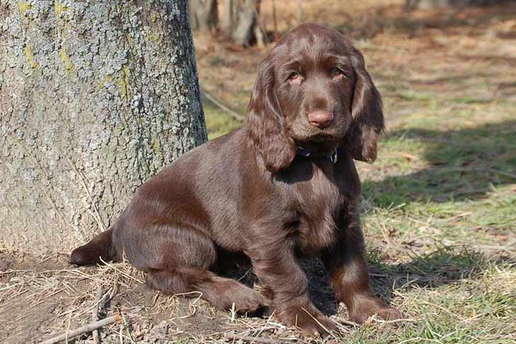 Field Spaniel