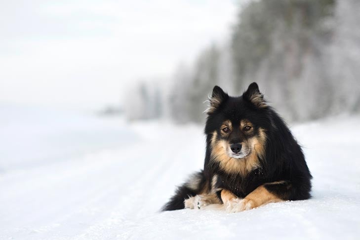 Finnish Hound