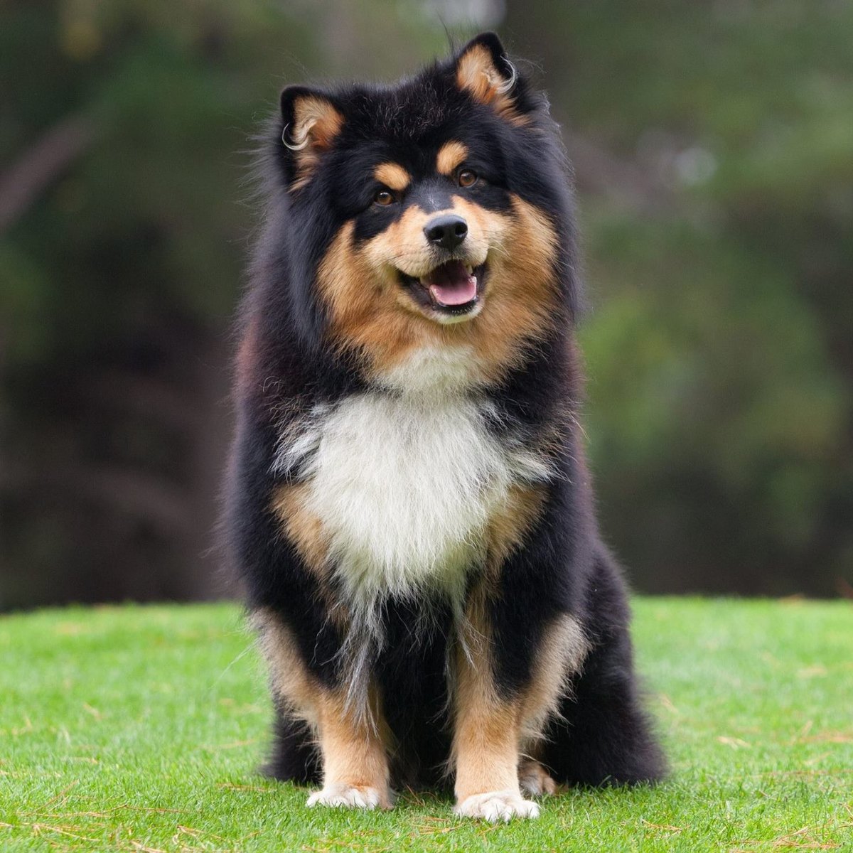 Finnish Lapponian Dog
