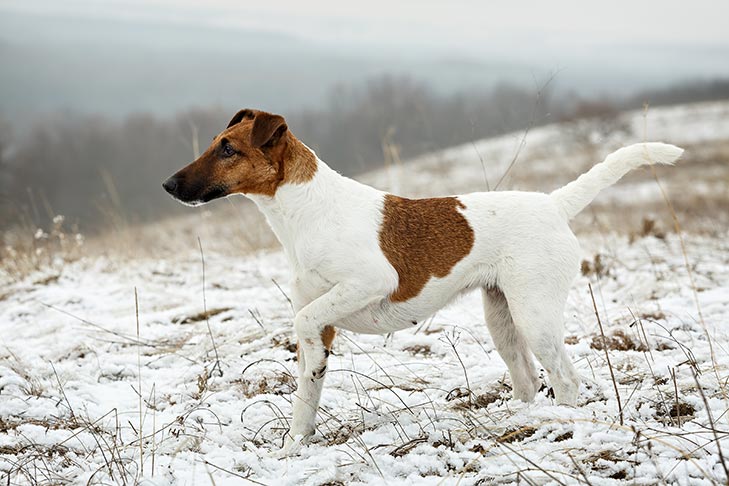 Fox Terrier Smooth
