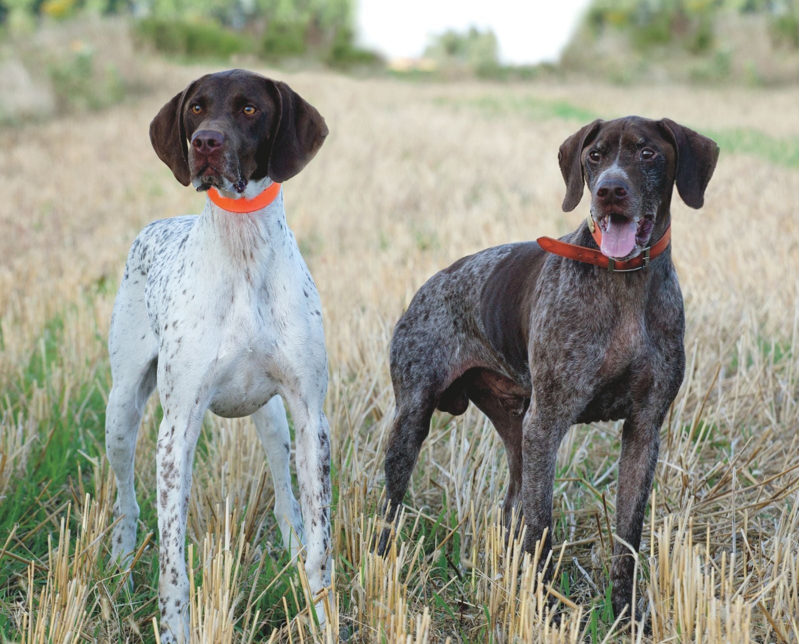 French Pointing Dog Gascogne Type