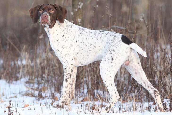 French Pointing Dog Pyrenean Type