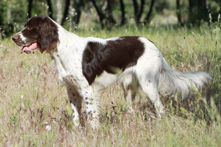 French Spaniel