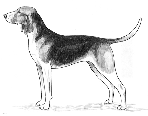 French Tricolour Hound