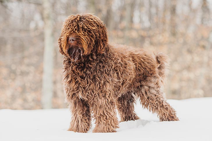 French Water Dog