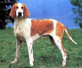 French White And Orange Hound