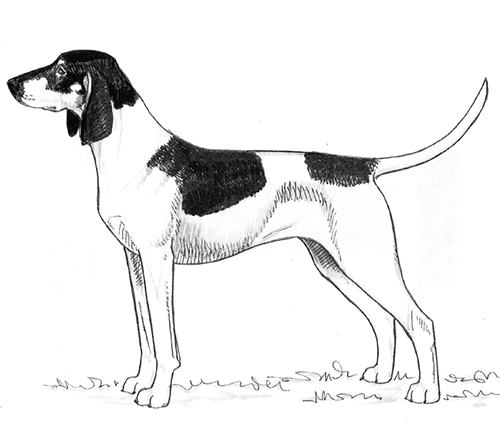 French White Black Hound