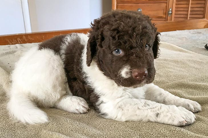 Frisian Water Dog