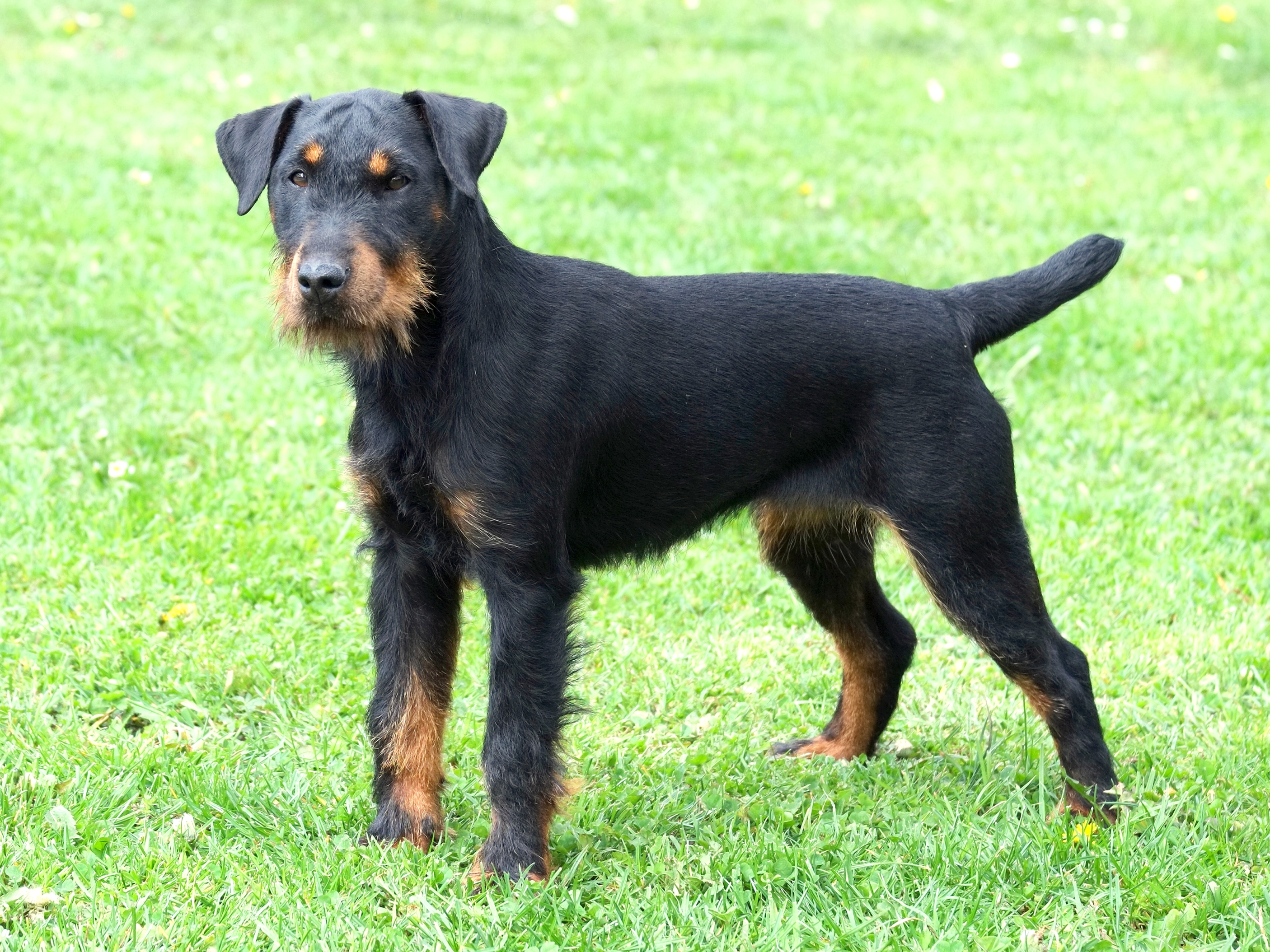 German Hunting Terrier